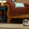 Grumpy Cat devient la mascotte de la marque Friskies