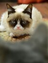 Grumpy Cat devient la mascotte de la marque Friskies