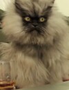 Colonel Miaou est l'un des concurrents de Grumpy Cat