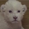 Serbie : les premiers cris de la petite lionne attire plus de 2 millions de vues sur Youtube