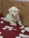 Serbie : les premiers cris de la petite lionne attire plus de 2 millions de vues sur Youtube