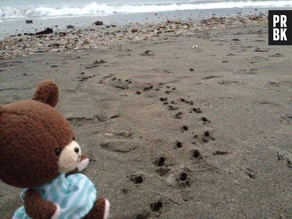 Au Japon, une agence de voyage emmène des peluches en vacances