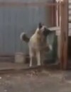 Au Kazakhstan, les chiens dansent en rythme : la vidéo complètement "woof"