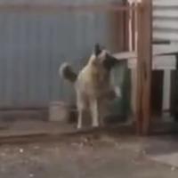 Un chien danse en rythme : la vidéo complètement &quot;woof&quot;
