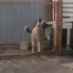 Un chien danse en rythme : la vidéo complètement "woof"