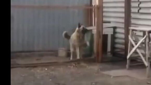 Un chien danse en rythme : la vidéo complètement "woof"