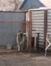 Au Kazakhstan, les chiens dansent en rythme : la preuve en vidéo dans cet article