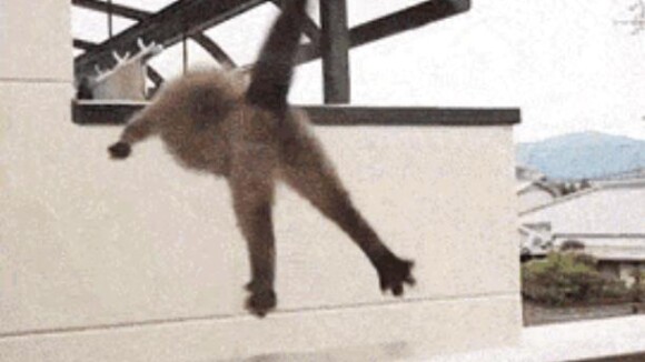 Quand les animaux découvrent la honte - les 12 pires fails de nos amies les bêtes