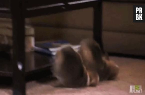 Les chutes les plus drôles d'animaux