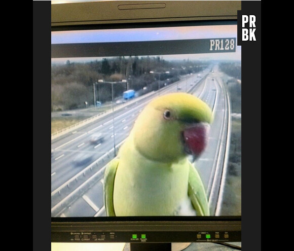 selfie drôle d'un perroquet