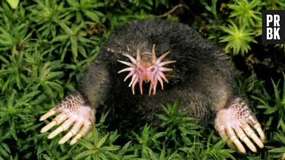 Ceci est le Star-Nosed Mole. Et oui, il est moche.