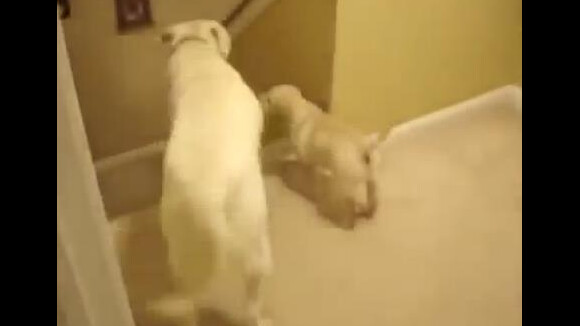 [CUTE] Quelle différence entre un chat et un chien ? La réponse ultime en une vidéo