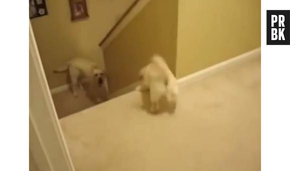 La différence entre les chats et les chiens en une vidéo