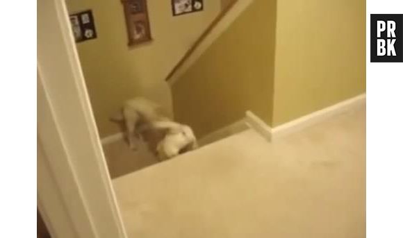 La différence entre les chats et les chiens en une vidéo