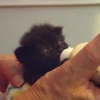 [CUTE] Voici le chaton le plus mignon de tous les temps