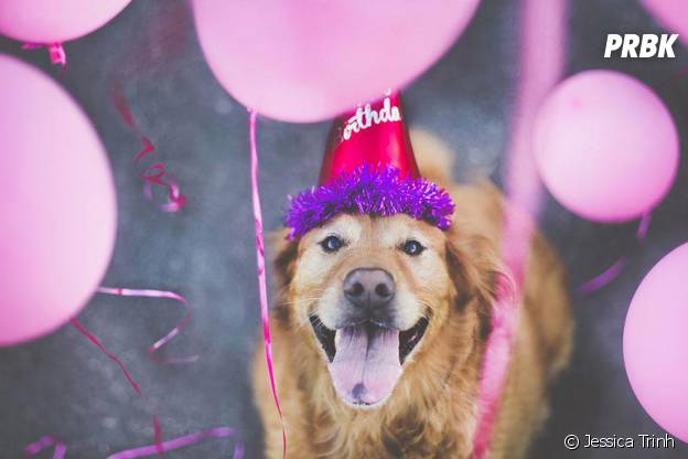 chuppy golden retriever chapeau rose