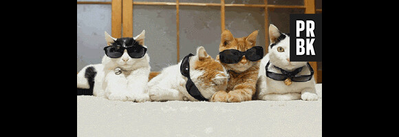 chats et lunettes de soleil