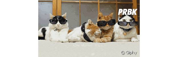 chats et lunettes de soleil
