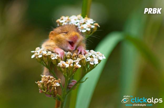 Cute Souriez Voici Les 25 Animaux Les Plus Heureux Du Monde Purebreak Cute Souriez Voici Les 25 Animaux Les Plus Heureux Du Monde Purebreak