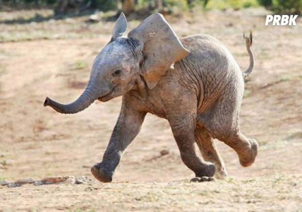 Cute Souriez Voici Les 25 Animaux Les Plus Heureux Du Monde Purebreak Cute Souriez Voici Les 25 Animaux Les Plus Heureux Du Monde Purebreak