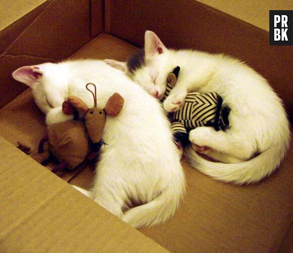 chats dans une boite