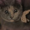Allo Kitty : le service de livraison de chat par les YouTubers de Wonder Fools