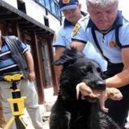 [VIDEO] Une chienne sauve la vie de ses petits avec l&#039;aide des pompiers