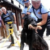 [VIDEO] Une chienne sauve la vie de ses petits avec l&#039;aide des pompiers