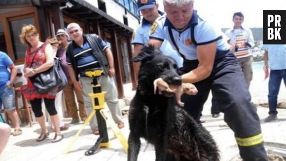 Une chienne sauve ses petits de la noyade avec l'aide d'une équipe de pompiers en Turquie