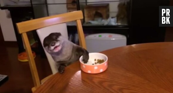 Une loutre mange ses croquettes à table aussi naturellement qu'un humain
