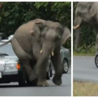 Quand un éléphant rencontre un embouteillage, attention aux dégâts !
