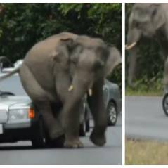 Quand un éléphant rencontre un embouteillage, attention aux dégâts !