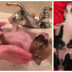 Ce chiot qui prend une douche est le plus heureux du monde : vous allez craquer !