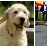 Un chien court un marathon par erreur... et récolte des milliers de dollars contre le cancer !