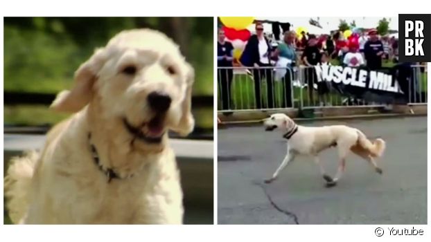 Un chien participe involontairement à un marathon et permet la collecte de dizaines de milliers de dollars contre le cancer !