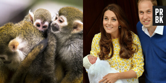 Royal Baby : un zoo japonais appelle un bébé singe Charlotte, comme la fille de Kate Middleton et du Prince William
