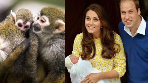 Royal Baby : un zoo crée la polémique après la naissance de la Princesse Charlotte