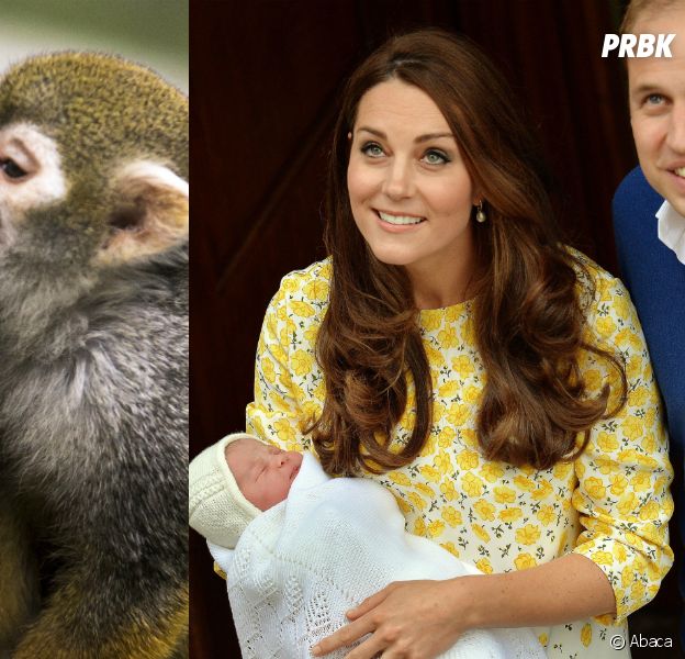 Royal Baby : un zoo japonais appelle un bébé singe Charlotte, comme la fille de Kate Middleton et du Prince William