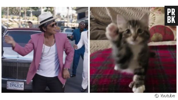 Un chat danse sur Uptown Funk de Mark Ronson et Bruno Mars.