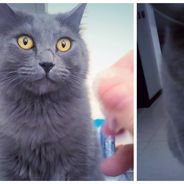 WTF : ce chat devient TRÈS bizarre quand on froisse du plastique devant lui !
