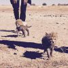 Angelina Jolie : elle adopte 3 bébés guépards dans une réserve naturelle en Namibie, juin 2015