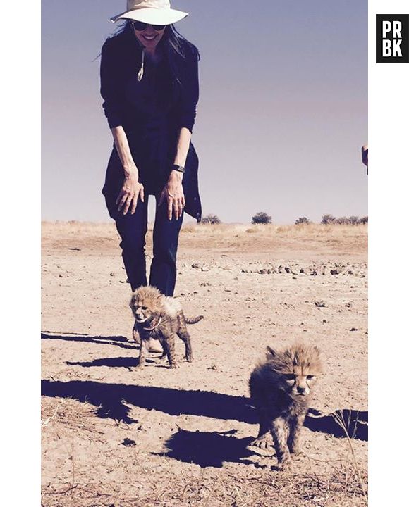 Angelina Jolie : elle adopte 3 bébés guépards dans une réserve naturelle en Namibie, juin 2015