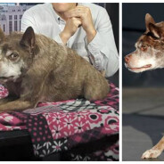 Voici Quasi Modo : il a été élu chien le plus laid du monde 2015 !