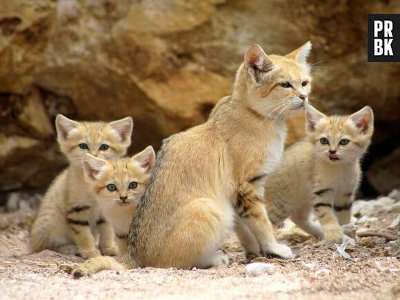 Une famille d'adorables chats des sables.