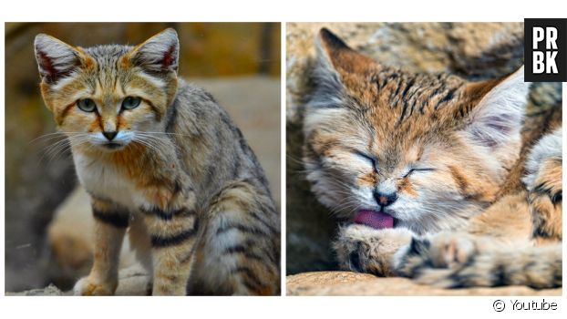 Trop Mignon Decouvrez Les Chats Des Sables D Adorables Petits Felins Du Desert Purebreak Trop Mignon Decouvrez Les Chats Des Sables D Adorables Petits Felins Du Desert Purebreak