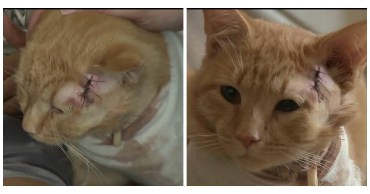 Un Chat Arrete Une Balle Perdue Et Sauve La Vie D Un Petit Garcon Purebreak Un Chat Arrete Une Balle Perdue Et Sauve La Vie D Un Petit Garcon Purebreak