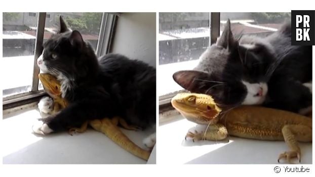 Trop Cute Ce Chat Et Ce Lezard Sont Les Meilleurs Amis Du Monde Purebreak