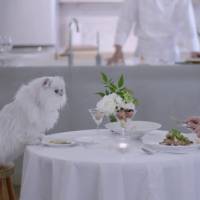 WTF : au Japon, des repas gastronomiques livrés à domicile pour dîner en tête à tête avec son chat !