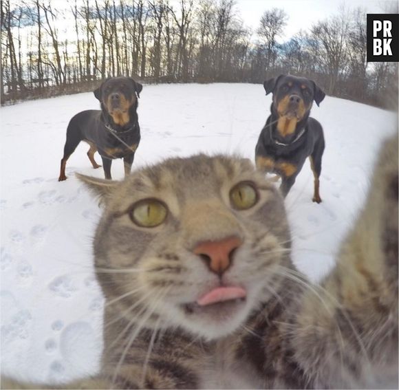Manny, le chat pro des selfies
