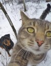 Manny, le chat pro des selfies